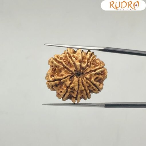 10-Mukhi-Rudraksha-Nepal-10-मुखी-रुद्राक्ष-नेपाल-26.56-mm-With-X-Ray-BP-C.jpg January 2, 2025 79 KB