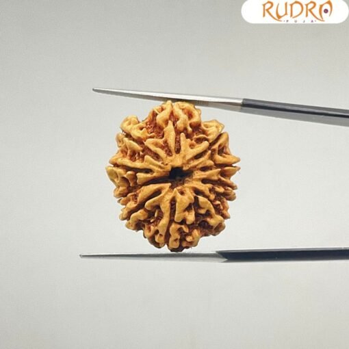 10-Mukhi-Rudraksha-Nepal-10-मुखी-रुद्राक्ष-नेपाल-26.56-mm-With-X-Ray-SP-C.jpg January 2, 2025 176 KB