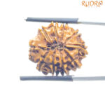 10 Mukhi Rudraksha Nepal (22.23 mm)