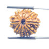 10 Mukhi Rudraksha Nepal (22.23 mm)