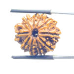 10 Mukhi Rudraksha Nepal (22.23 mm)