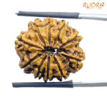 10 Mukhi Rudraksha Nepal (23.56 mm)