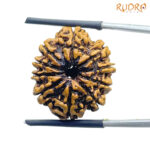 10 Mukhi Rudraksha Nepal (23.56 mm)