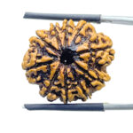 10 Mukhi Rudraksha Nepal (23.56 mm)