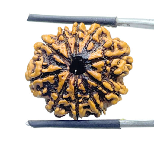 10 Mukhi Rudraksha Nepal (23.56 mm)