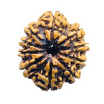 10 Mukhi Rudraksha Nepal (23.56 mm)