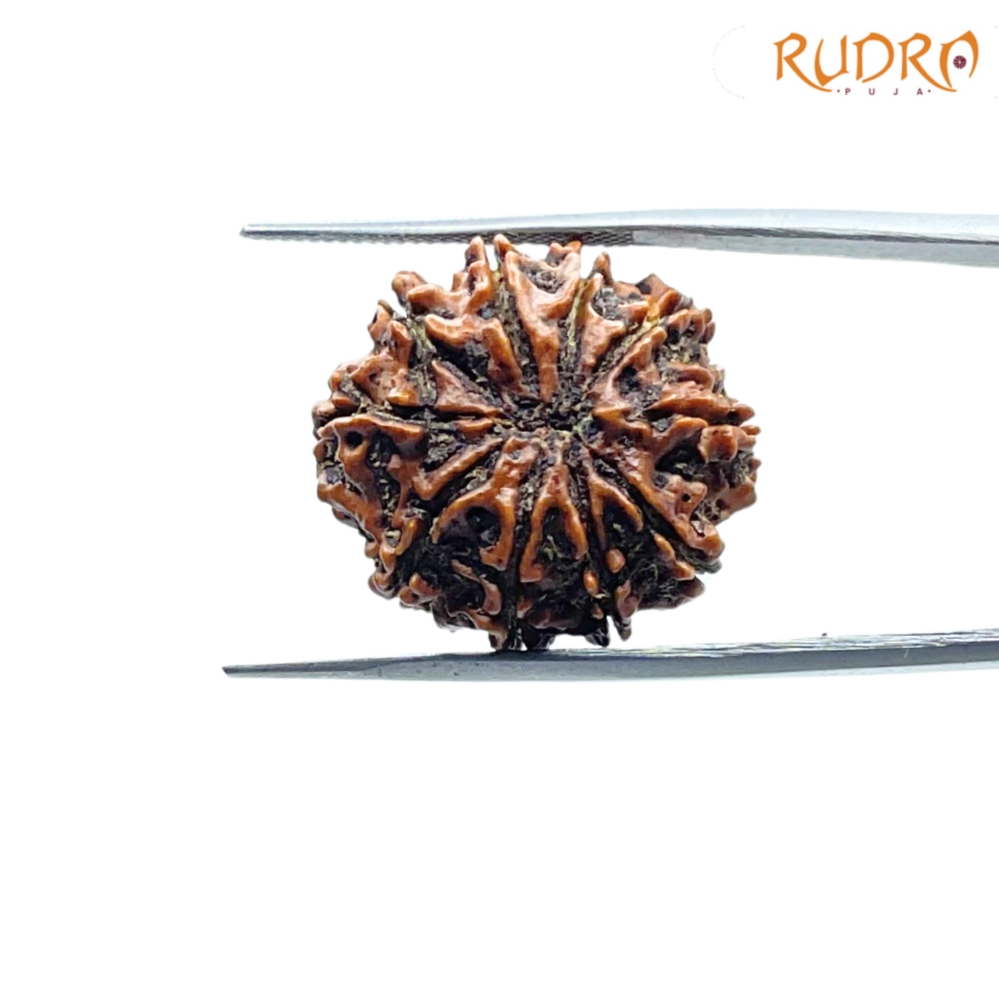 10-Mukhi-Rudraksha-Nepal-23.83-mm-BP-C.jpg