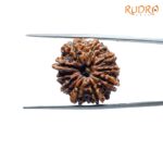 10-Mukhi-Rudraksha-Nepal-23.83-mm-FP-C.jpg