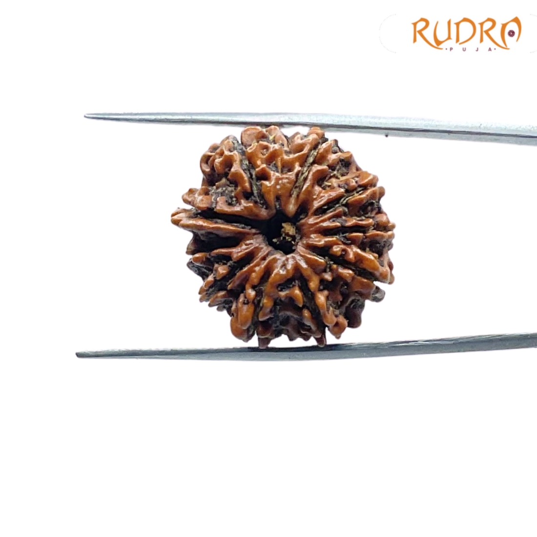 10-Mukhi-Rudraksha-Nepal-23.83-mm-FP-C.jpg