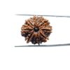 10-Mukhi-Rudraksha-Nepal-23.83-mm-MP-C.jpg