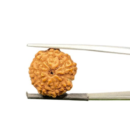 10 Mukhi Rudraksha Indonesian (16.95Mm)