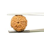 10 mukhi rudraksha indonesian (17.00mm)