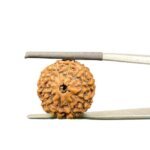 10 mukhi rudraksha indonesian (17.57mm)