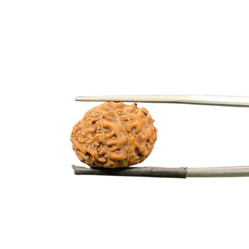 10 mukhi rudraksha indonesian (17.57mm)