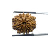 11 Face Rudraksha Nepal - (22.90 MM)