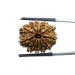11 Face Rudraksha Nepal - (22.90 MM)