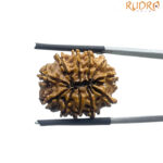 11 Face Rudraksha Nepal - (22.90 MM)