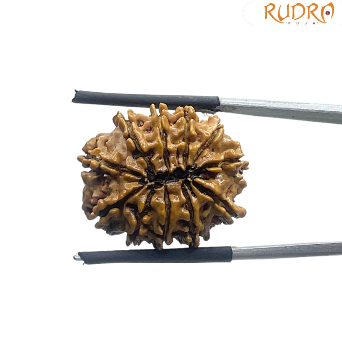 11 Face Rudraksha Nepal - (22.90 MM)