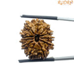 11 Face Rudraksha Nepal - (22.90 MM)