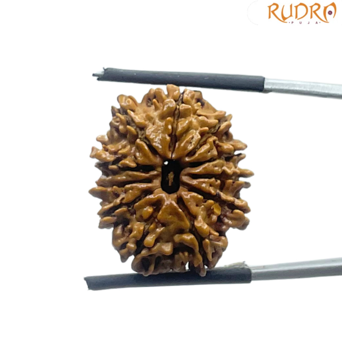 11 Face Rudraksha Nepal - (22.90 MM)