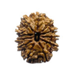 11 Face Rudraksha Nepal - (22.90 MM)