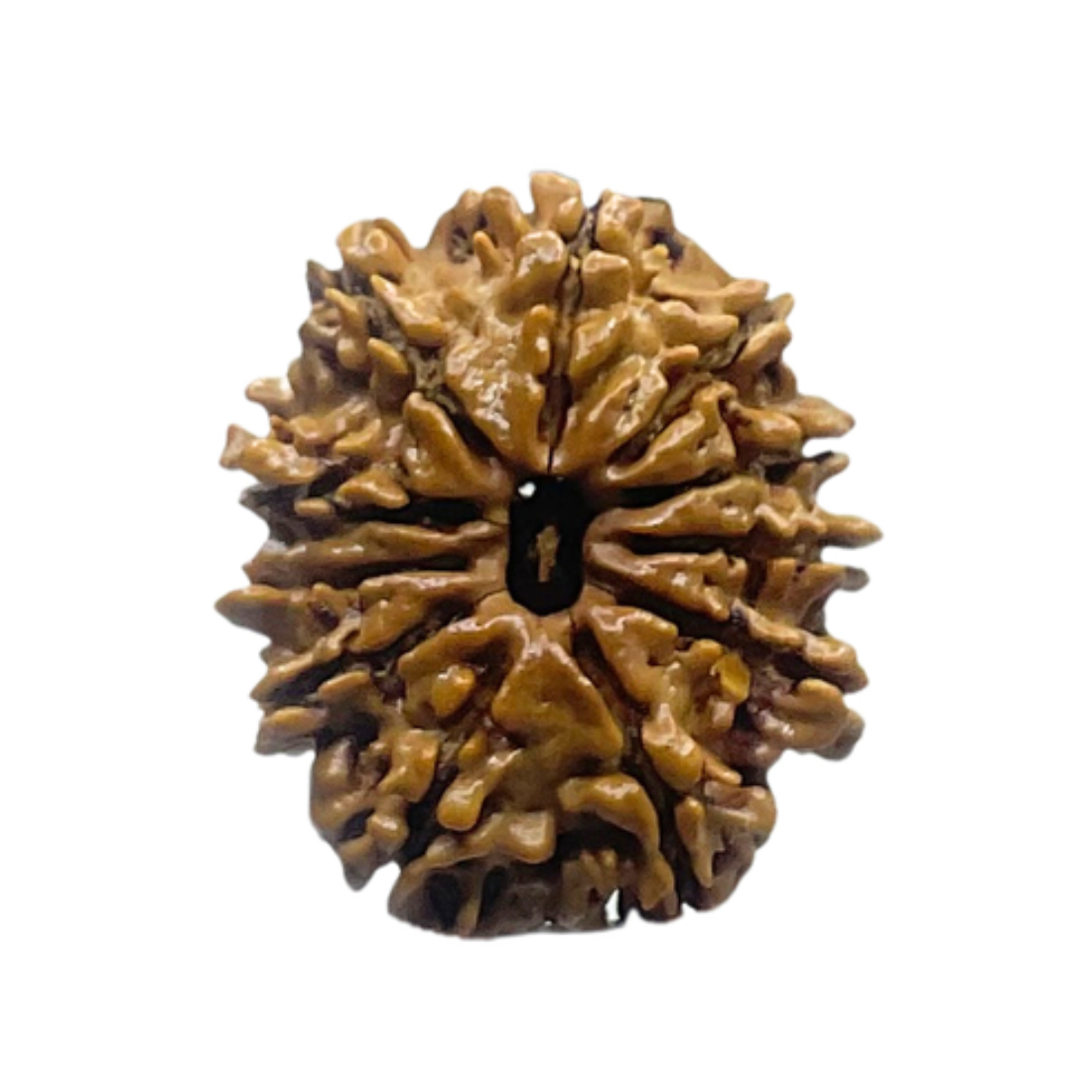 11 Face Rudraksha Nepal - (22.90 MM)