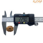 11 Face Rudraksha Nepal - (22.90 MM)