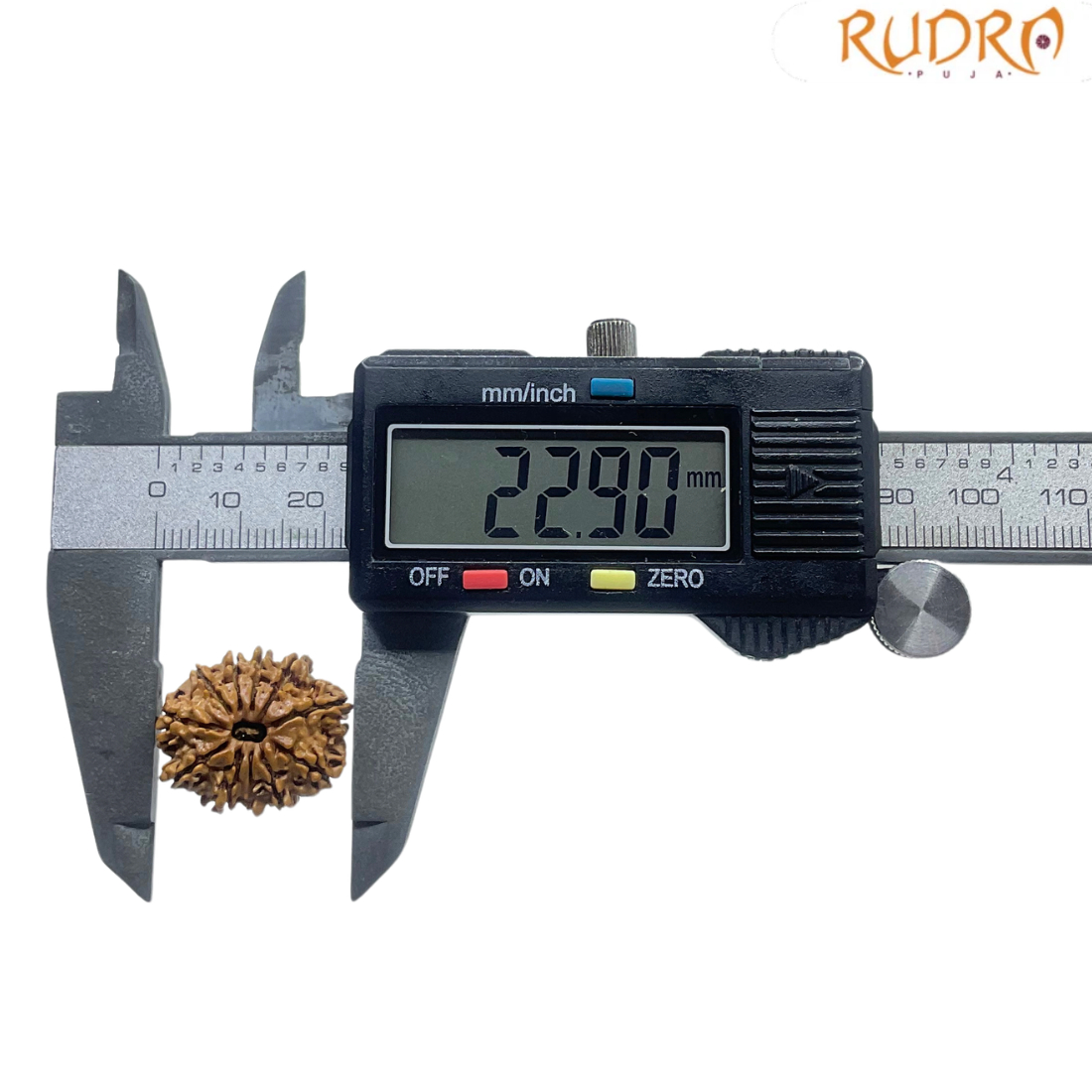11 Face Rudraksha Nepal - (22.90 MM)