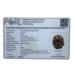 11 Face Rudraksha Nepal - (22.90 MM)