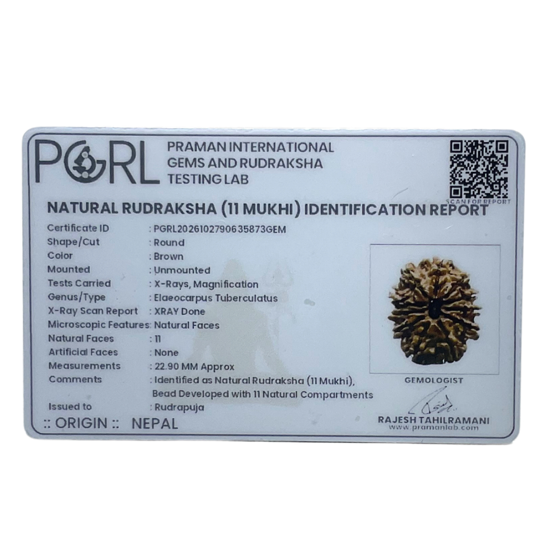 11 Face Rudraksha Nepal - (22.90 MM)