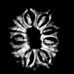 11 Face Rudraksha Nepal - (22.90 MM)