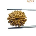 11 Mukhi Hanuman - (25.95 MM)