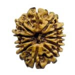 11 Mukhi Hanuman - (25.95 Mm)