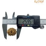 11 Mukhi Hanuman - (25.95 Mm)