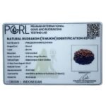 11 Mukhi Indonesian Rudraksha (16.05 Mm) 11 11 Mukhi Indonesian Rudraksha (16.05 Mm)