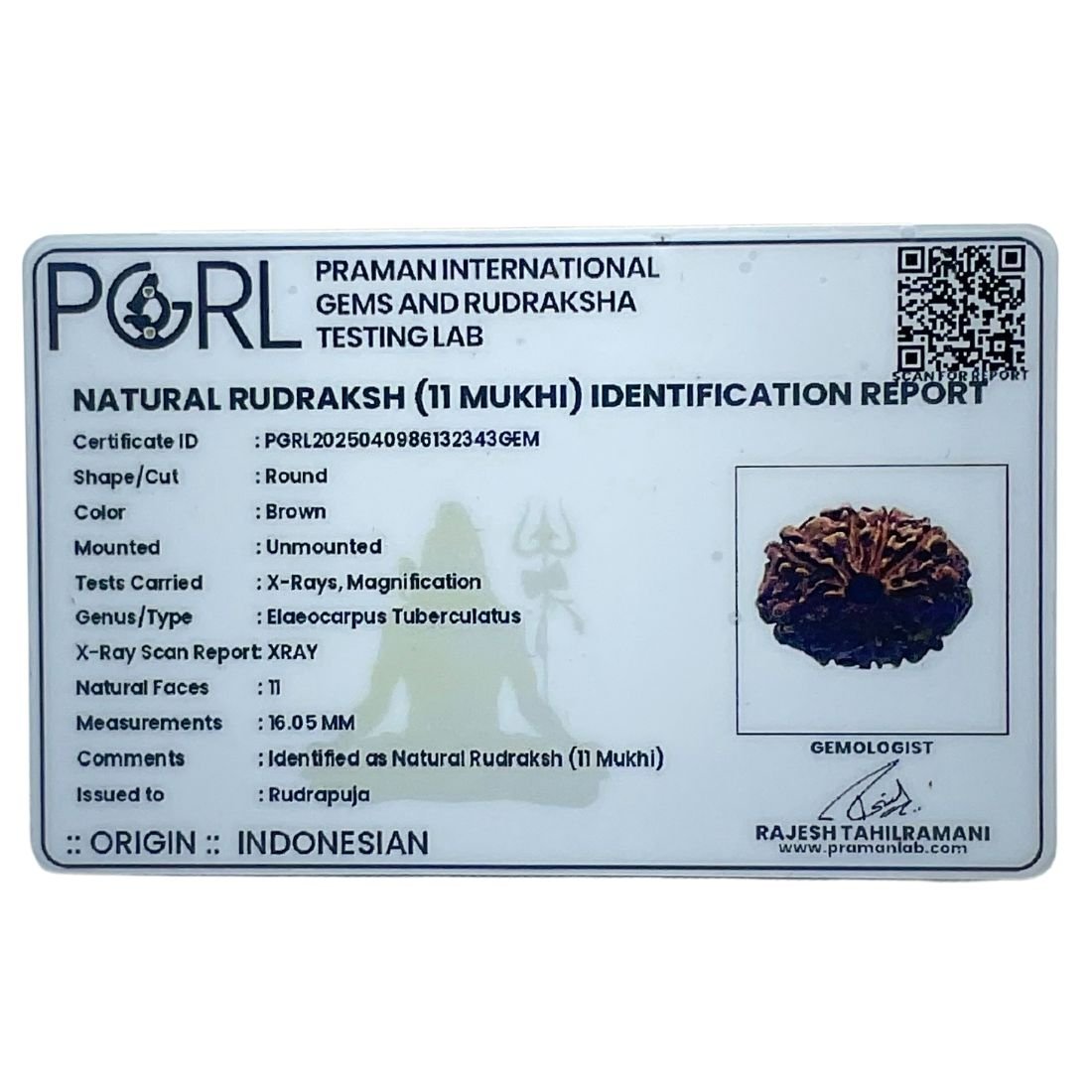 11 Mukhi Indonesian Rudraksha (16.05 Mm) 6 11 Mukhi Indonesian Rudraksha (16.05 Mm)