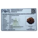 11 Mukhi Indonesian Rudraksha (16.95 Mm)