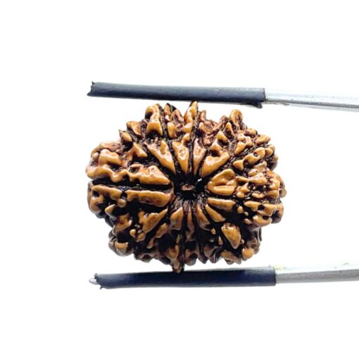11 Mukhi Nepal Rudraksha - ( 22.20 MM)