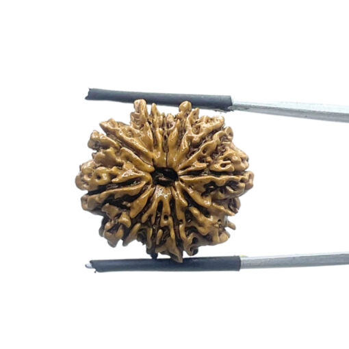 11 Mukhi Nepal Rudraksha - ( 24.00 MM )