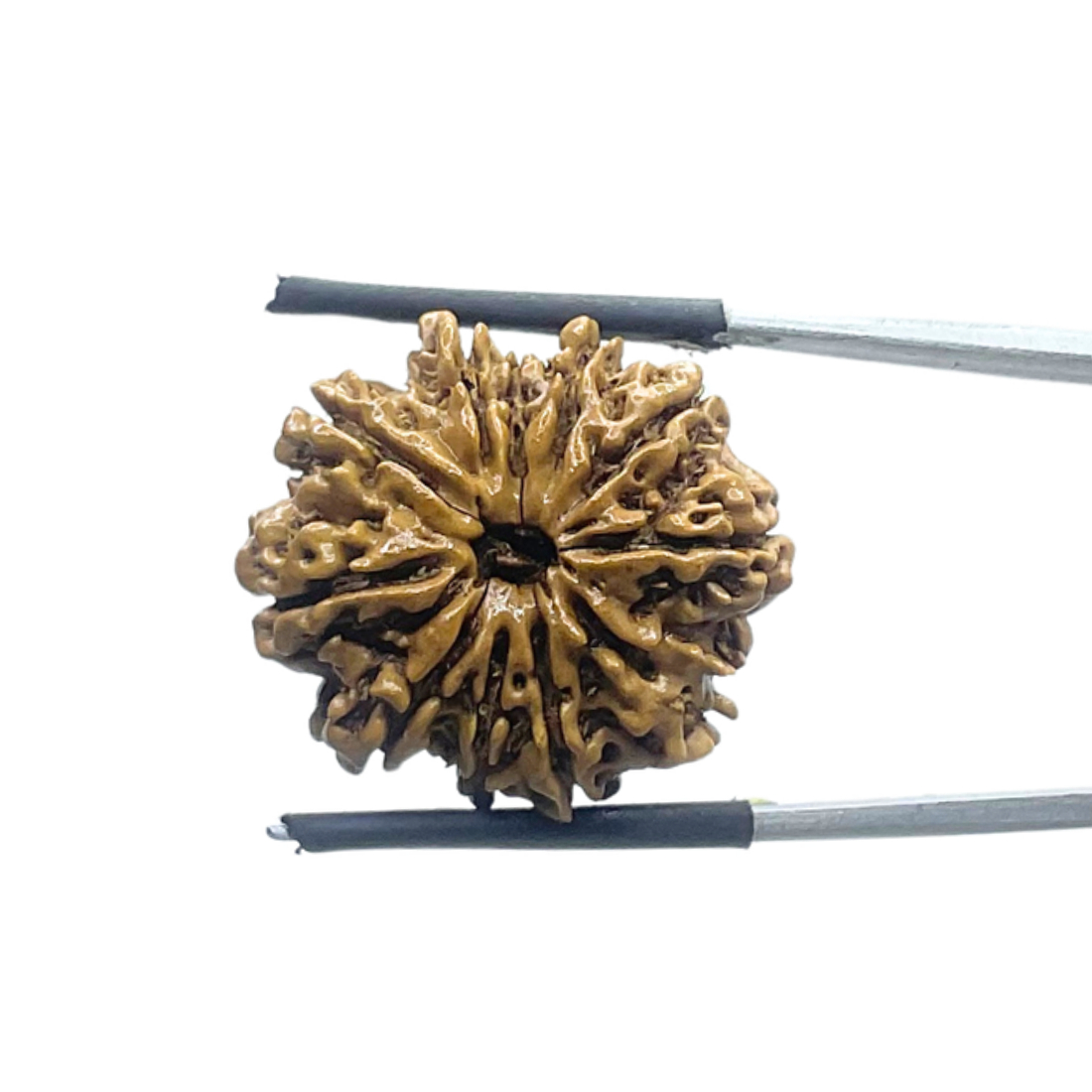 11 Mukhi Nepal Rudraksha - ( 24.00 MM )