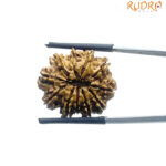 11 Mukhi Nepal Rudraksha - ( 24.00 MM )