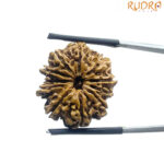 11 Mukhi Nepal Rudraksha - ( 24.00 MM )