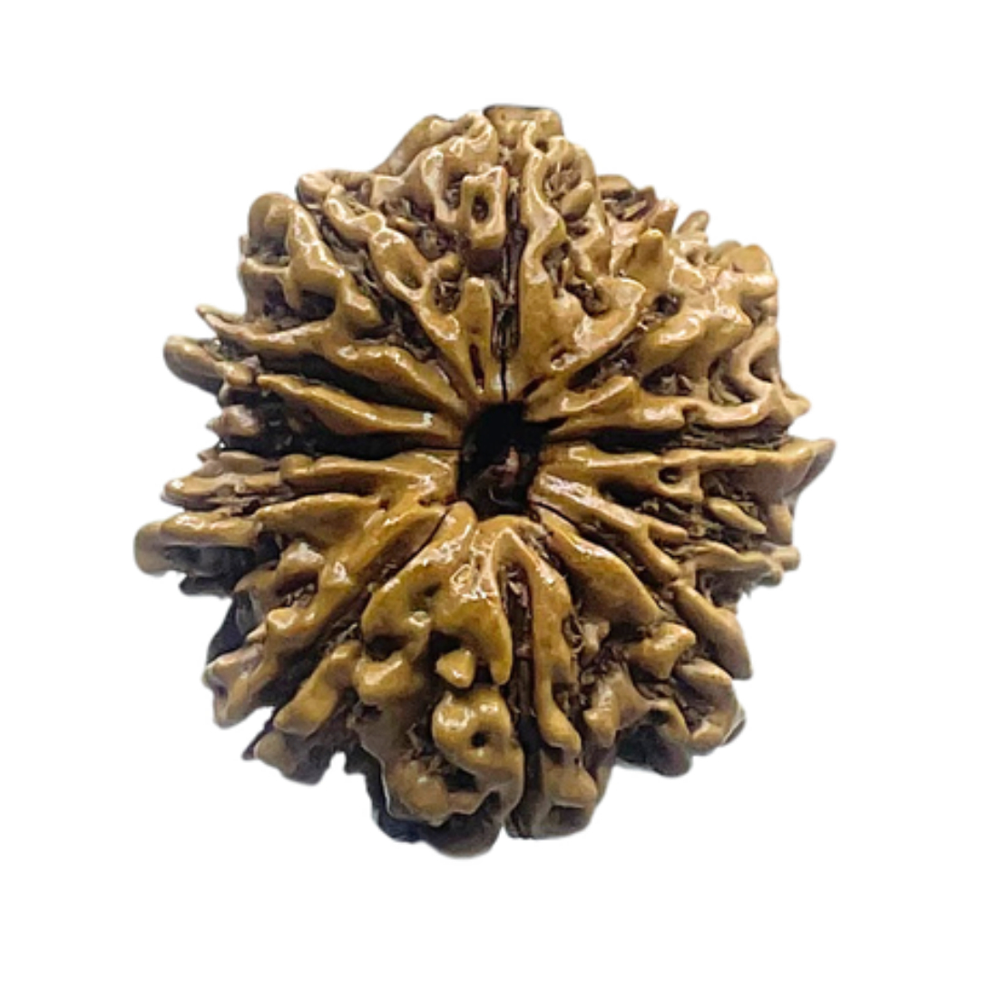 11 Mukhi Nepal Rudraksha - ( 24.00 MM )