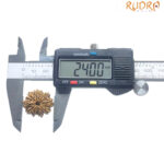 11 Mukhi Nepal Rudraksha - ( 24.00 MM )