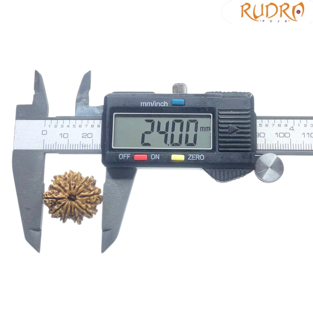 11 Mukhi Nepal Rudraksha - ( 24.00 MM )