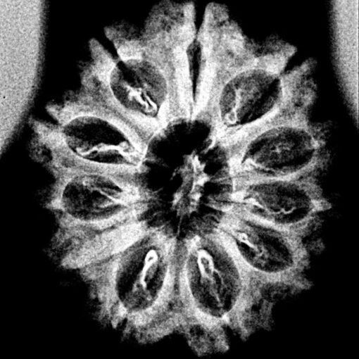 11-Mukhi-Nepal-Rudraksha-25.10-MM-X-Ray.jpg December 31, 2024 193 KB 1100 by 1100 pixels