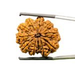 11-Mukhi-Nepal-Rudraksha-29.14-MM-MP-C.jpg October 21, 2024 109 KB