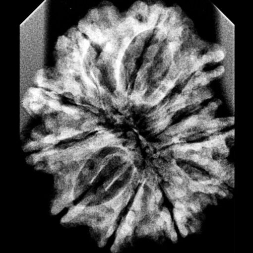 11-Mukhi-Nepal-Rudraksha-29.14-MM-X-Ray-C.jpg December 31, 2024 184 KB