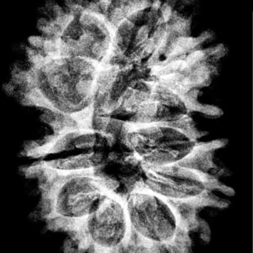 11-Mukhi-Nepal-Rudraksha-29.57-MM-X-Ray-C.jpg October 23, 2024 182 KB