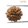 11 Mukhi Rudraksha (26.85Mm)